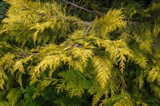 Dlaczego cyprysik Lawsona  'Golden Wonder' podsycha i traci wybarwienie? Wyjaśnia ekspert