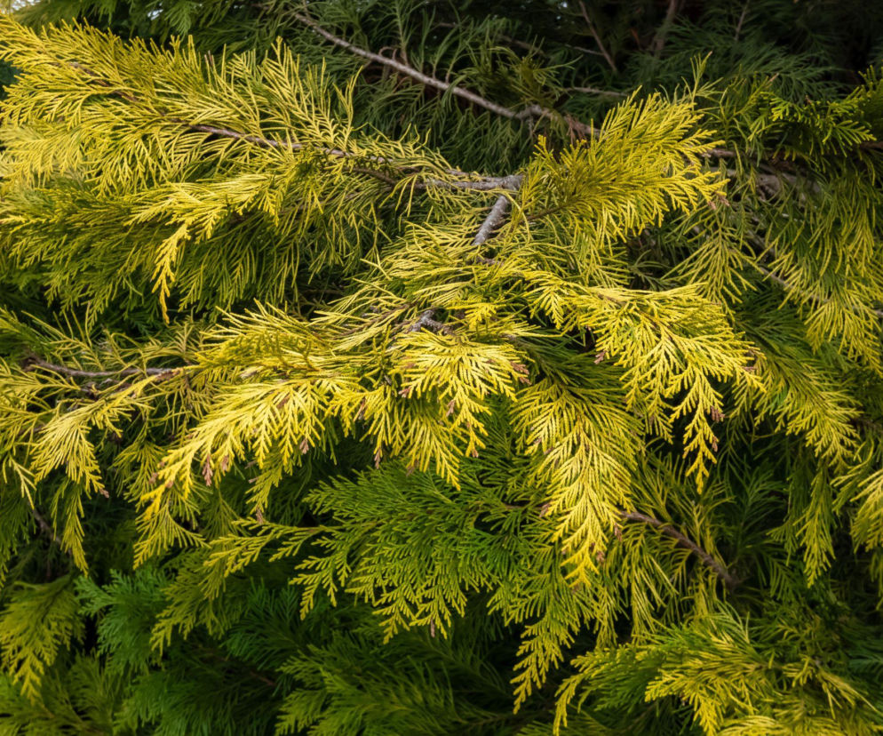 Dlaczego cyprysik Lawsona  'Golden Wonder'  traci wybarwienie? 