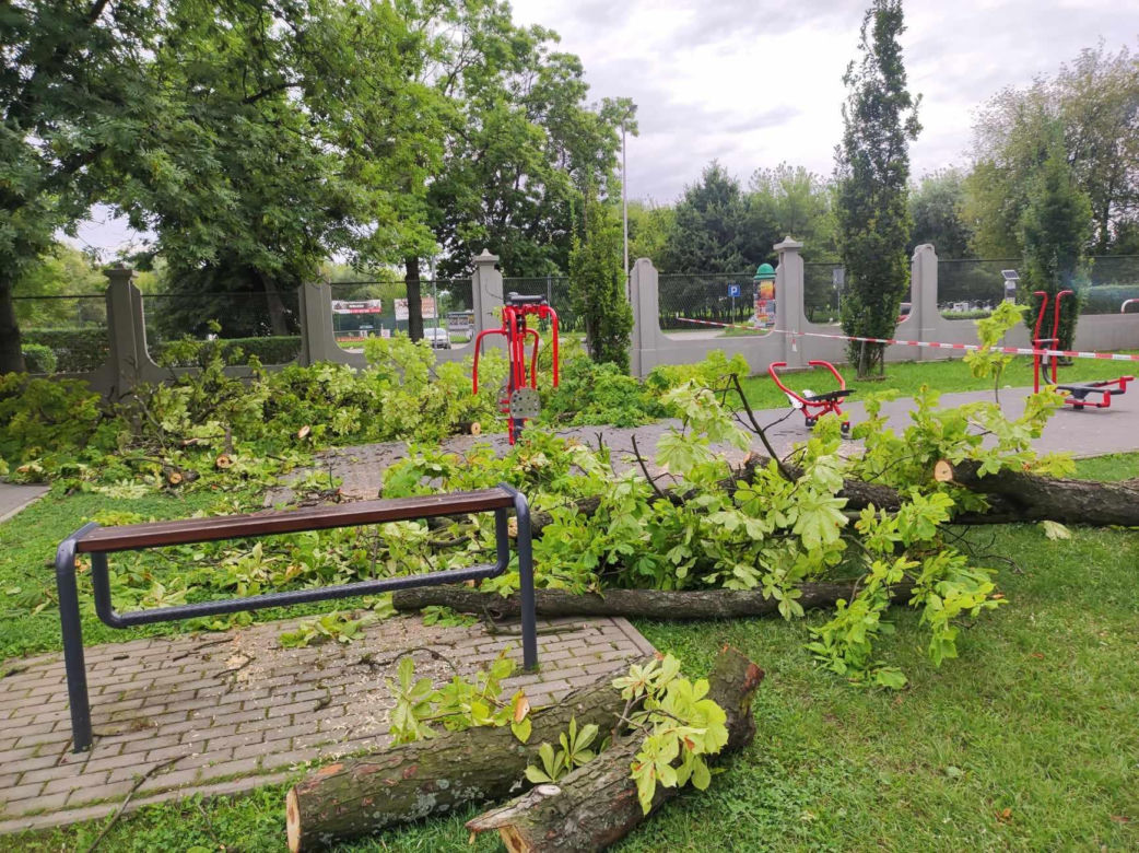 Tarnów. Dziewczynka uderzona przez zerwany konar. Koszmar na placu zabaw w Parku Strzeleckim