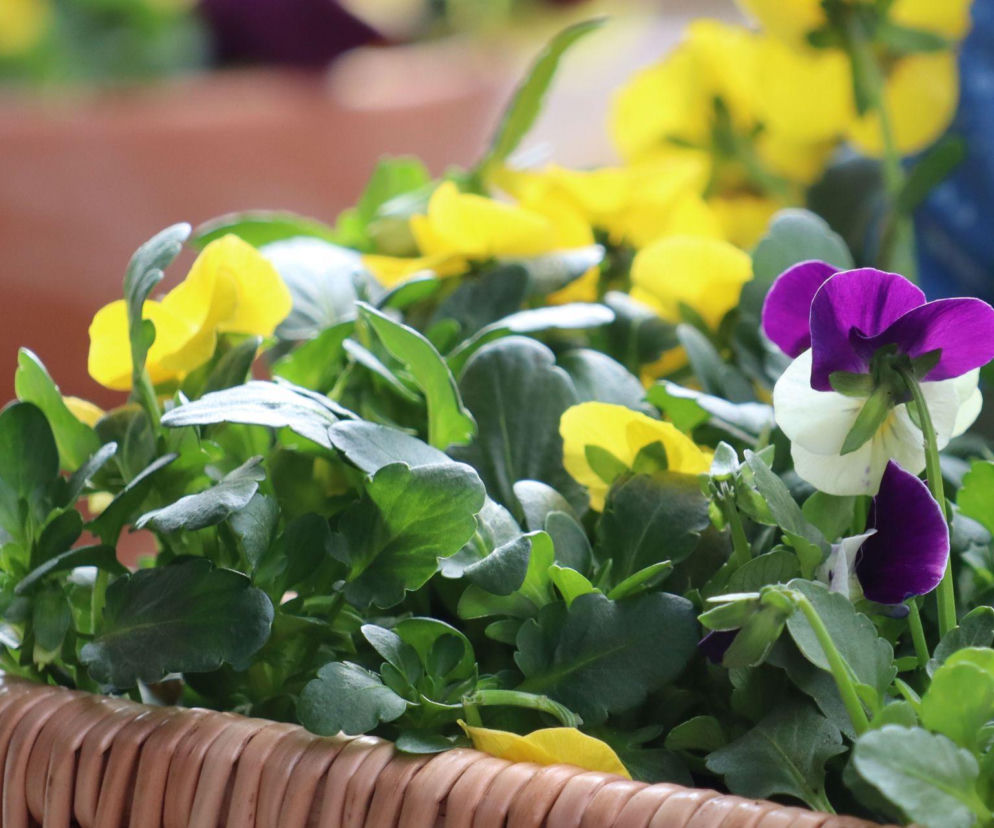 Wiosną stwórz na balkonie swój własny ekosystem