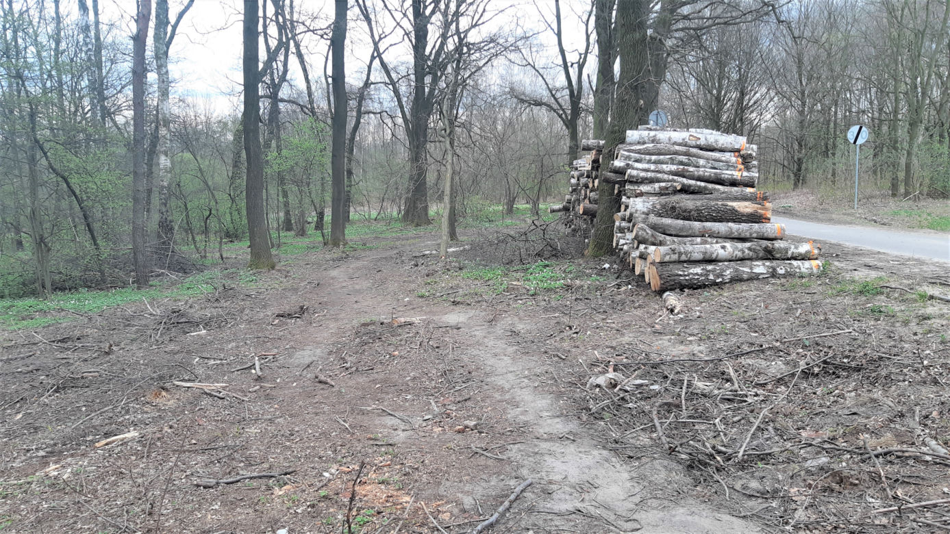 Wycinka drzew w lasku Lipie. Zobacz efekt pracy leśników!