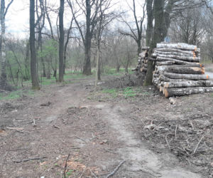 Wycinka drzew w lasku Lipie. Zobacz efekt pracy leśników!