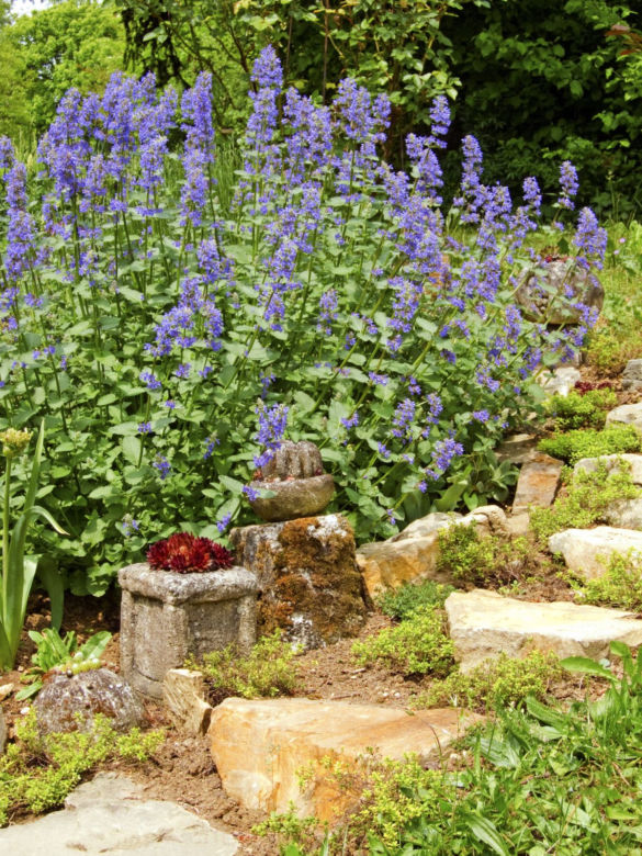 Rośliny odstraszające komary: kocimiętka