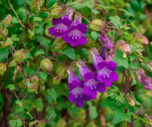 Te rośliny rosną nawet 4 m rocznie! Idealne, by szybko zazielenić ogród