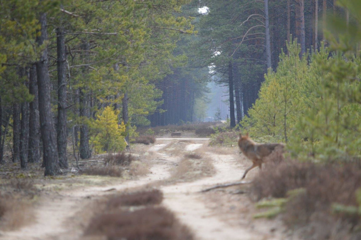 Tak wyglądają wilki z Pomorza