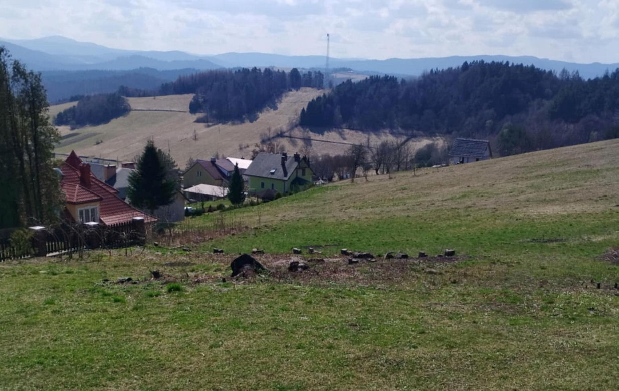 Kontrowersyjna sprawa wycinki drzew