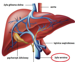 Żyła wrotna
