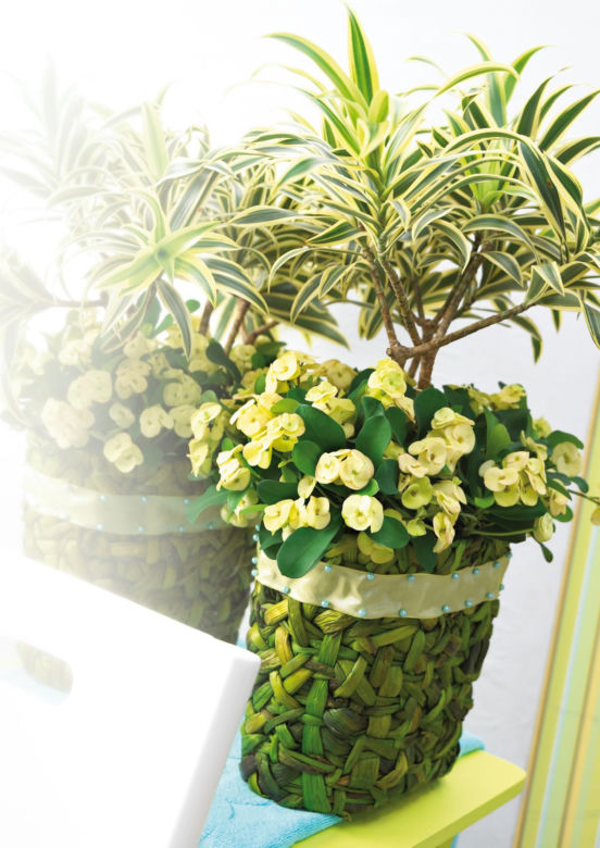 Dracena i wilczomlecz