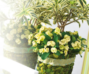 Dracena i wilczomlecz