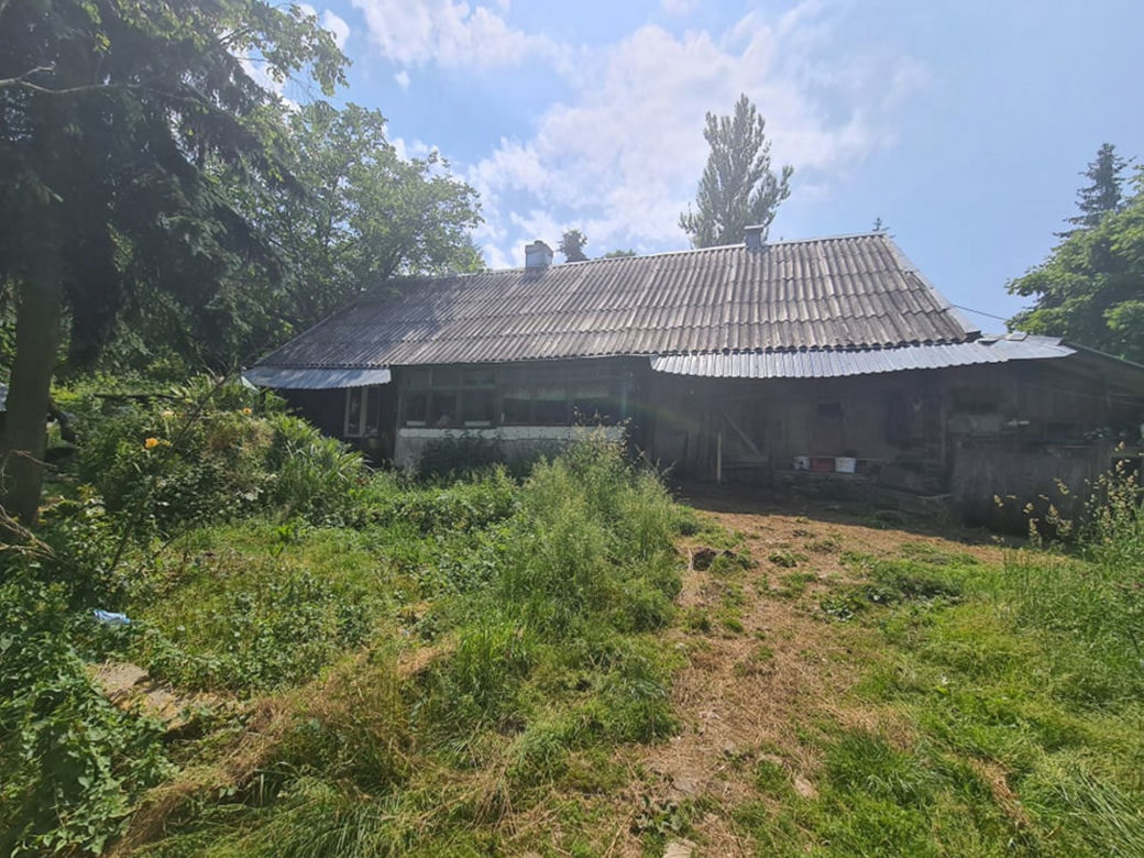 Krowa zabiła gospodarza