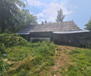 Krowa zabiła gospodarza