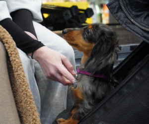 Międzynarodowa Wystawa Psów Rasowych Duo Cacib Kielce 2025