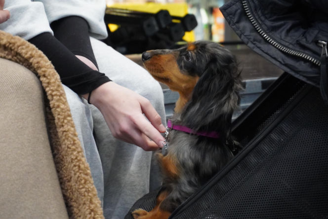 Międzynarodowa Wystawa Psów Rasowych Duo Cacib Kielce 2025