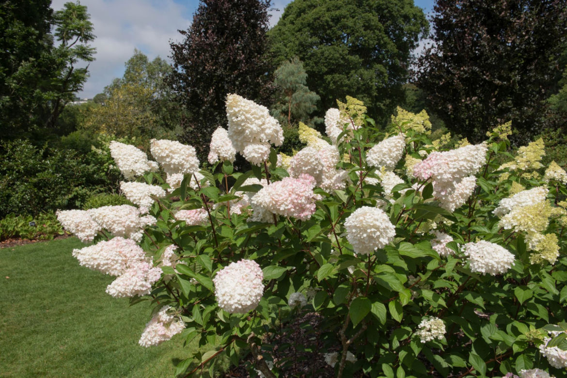 Hortensja bukietowa VANILLE FRAISE