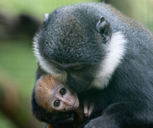 We wrocławskim zoo urodził się koczkodan górski