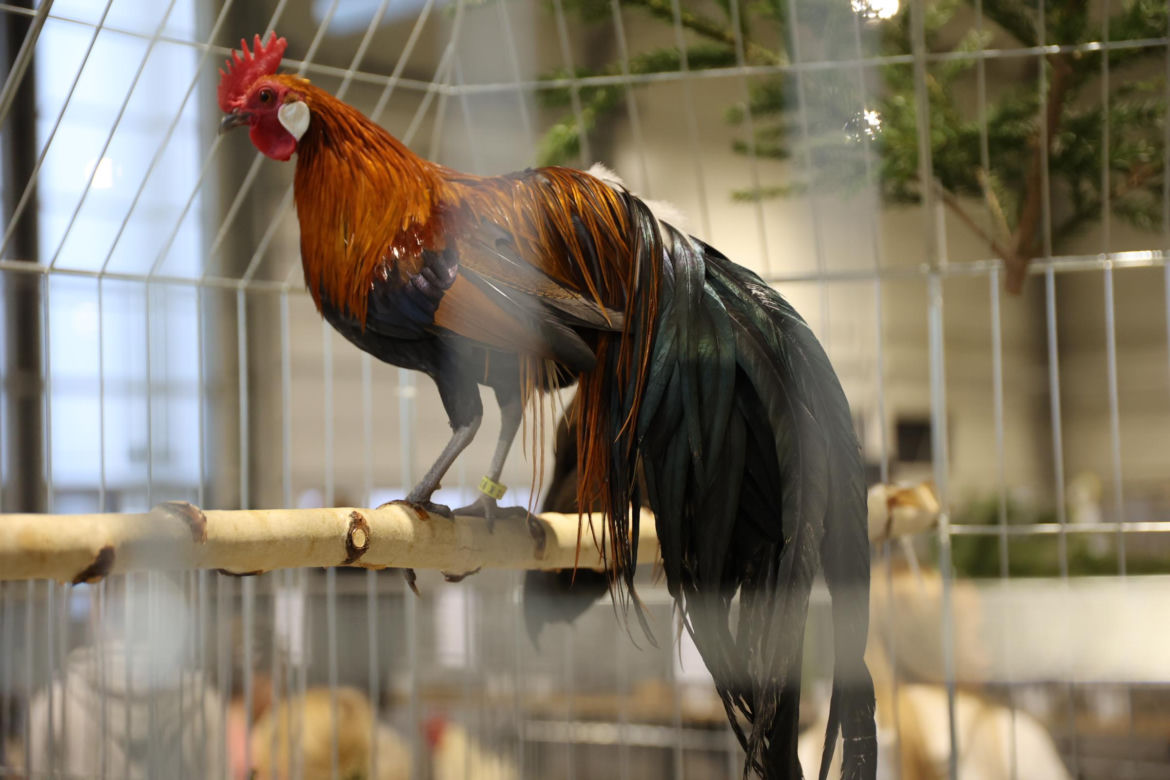 Zoopark 2024 w Lublinie. Można podziwiać wiele gatunków zwierząt