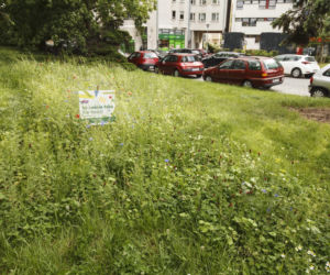 We Wrocławiu rosną łąki w centrum miasta
