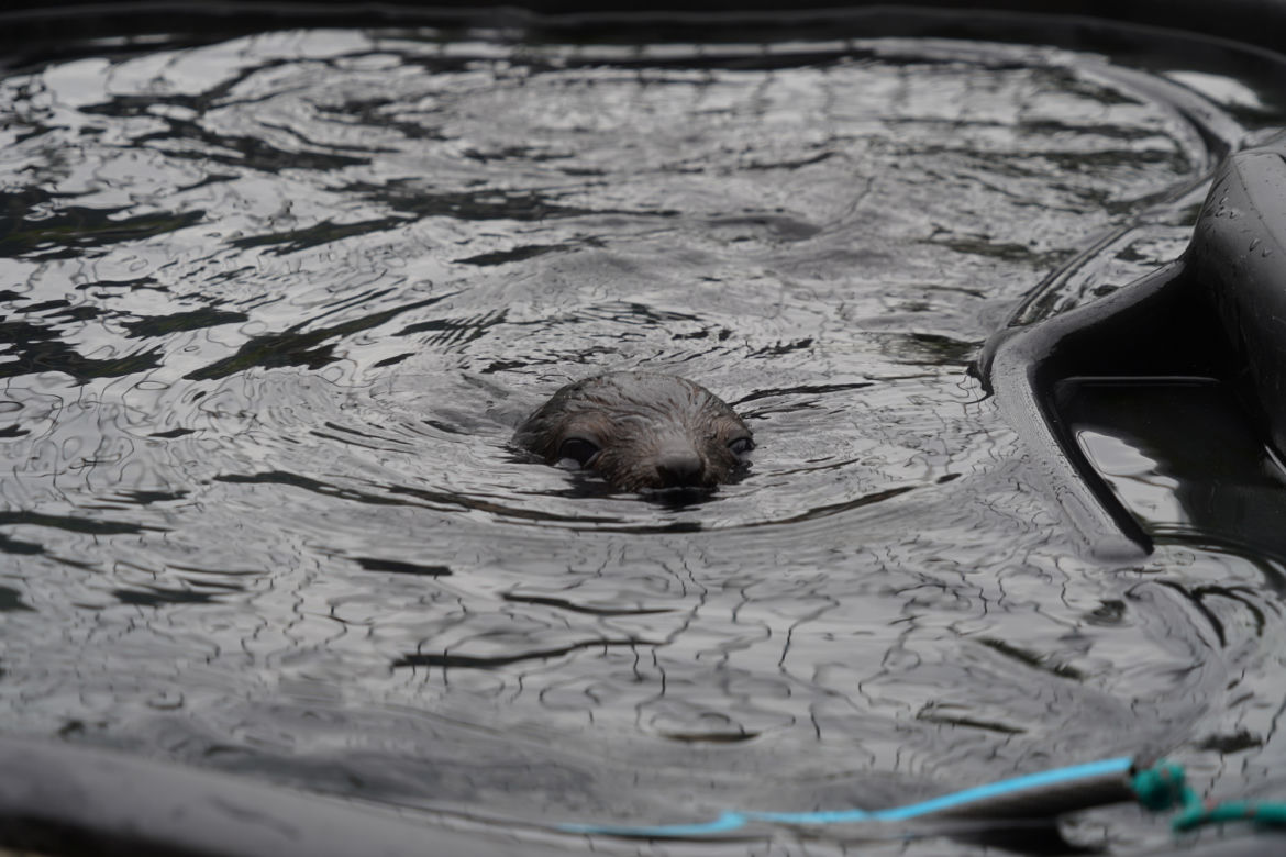 Najmłodszy kotik we wrocławskim zoo otrzymał imię Alfie