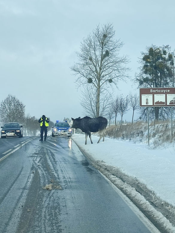 Połęcze. Łoś stał na drodze i lizał sól. Nie można było go przepędzić z jezdni [ZDJĘCIA]