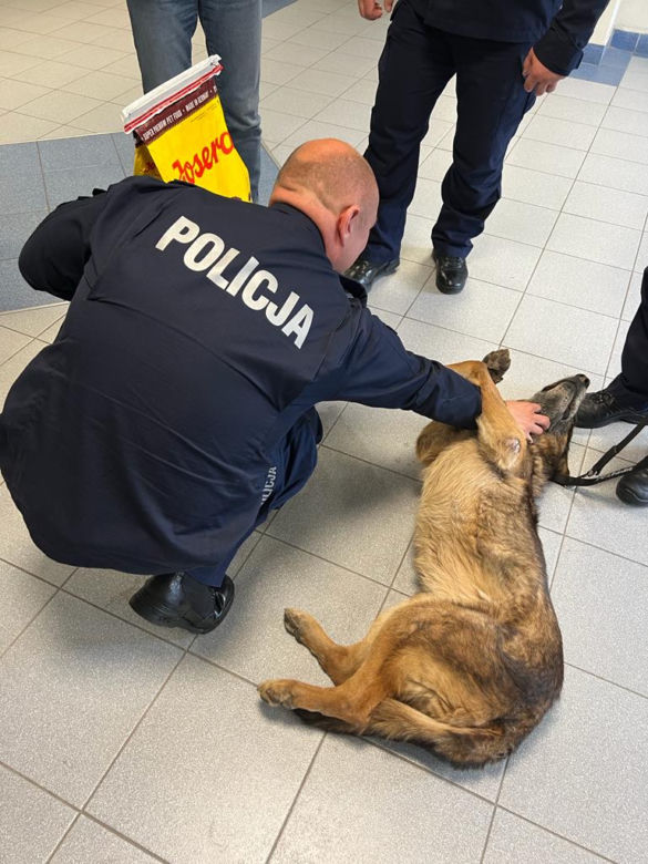 Psiak Marko przechodzi na emeryturę. Za nim 10 lat ciężkiej służby w toruńskiej policji