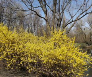 Ogród Botaniczny w Zabrzu