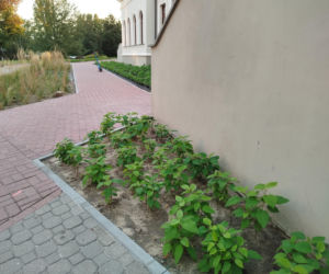 Park kieszonkowy, Siedlce, sala Podlasie