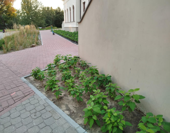 Park kieszonkowy, Siedlce, sala Podlasie