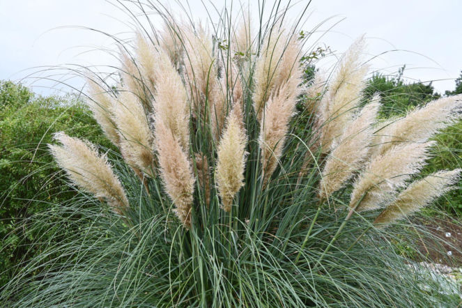 Trawa pampasowa