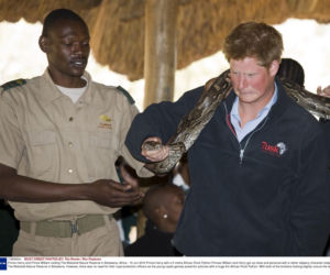 William i Harry bawią się wężem