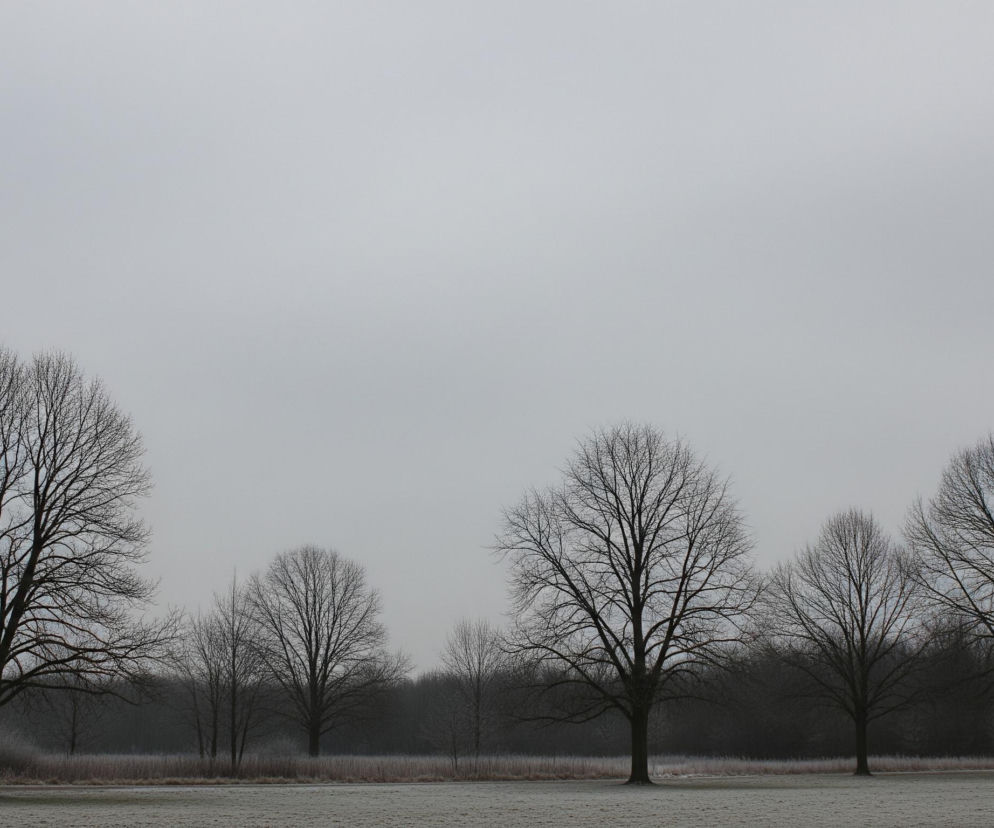 Krajobraz zimowy przedstawia szeroką, otwartą przestrzeń z linią drzew na horyzoncie. Przednia część pola jest pokryta szronem, tworząc białawy, zamarznięty dywan. Pięć dużych, bezlistnych drzew o ciemnych gałęziach dominuje w środkowej części obrazu, rozmieszczonych wzdłuż linii horyzontu. Tło wypełnia ciemny las, a nad nim rozpościera się jednolite, szare, zachmurzone niebo.