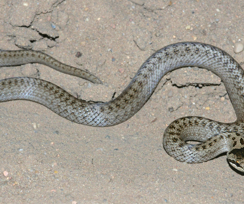 Coronella austriaca