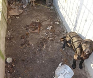 ZAGŁODZONE psy żyjące w swoich odchodach! Tak wyglądała ich hodowla pod Płockiem [WIDEO, ZDJĘCIA]