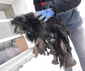 Skrajnie zaniedbane suczki LEDWO żyły! Miały na sobie aż 6 kilogramów kołtunów [ZDJĘCIA]