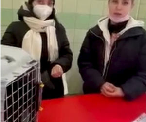 Kot chory przez wojnę