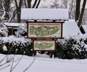 Zimowe harce na śniegu - zwierzaki z płockiego zoo szaleją ZOBACZ ZDJĘCIA!