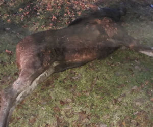 Łosiniany. Nietypowa akcja strażaków. Wyciągnęli łosia z piwnicy