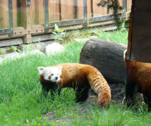 Zoo w Chorzowie: pandy czerwone