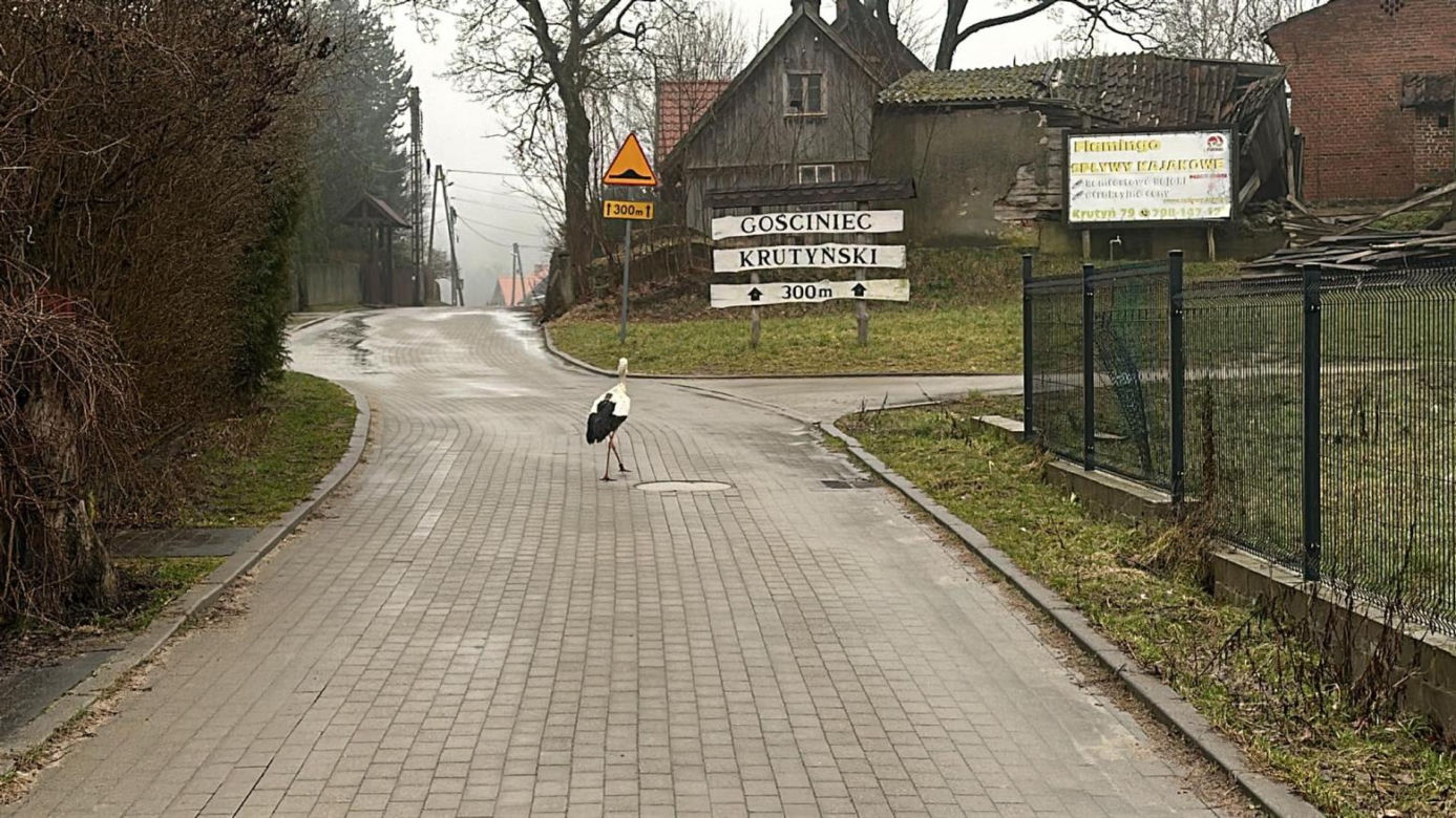 Bocian wrócił na ukochaną wieś. W Krutyni czekali na niego całą zimę