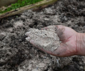 Popiół drzewny: nawóz naturalny. Kiedy stosować?