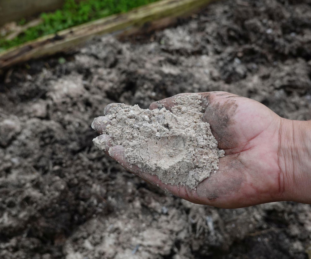 Dłoń osoby trzymającej szary popiół drzewny na tle ziemi w ogrodzie. O tym naturalnym nawozie przeczytasz na Muratordom.