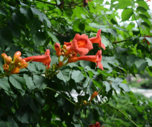 Ta roślina to znakomita alternatywa dla tui. Posadź w ogrodzie, a nie pożałujesz