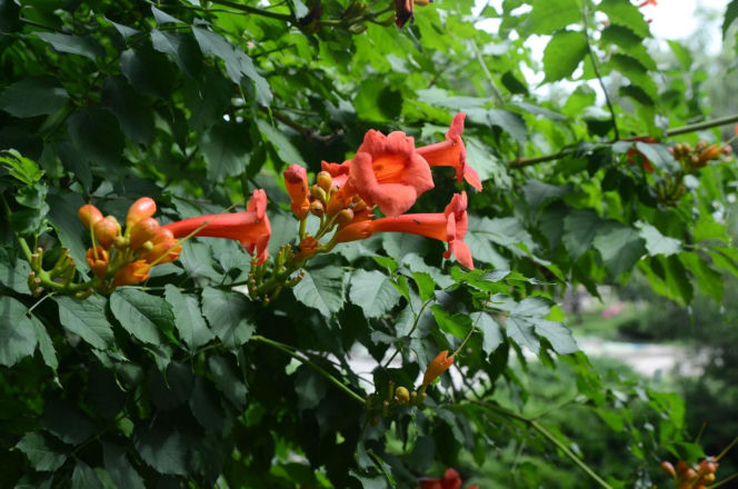 Ta roślina to znakomita alternatywa dla tui. Posadź w ogrodzie, a nie pożałujesz