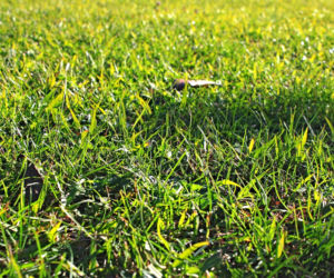 Jak założyć nowy trawnik na starym?