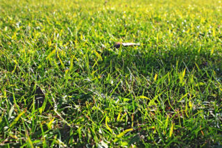 Jak założyć nowy trawnik na starym?