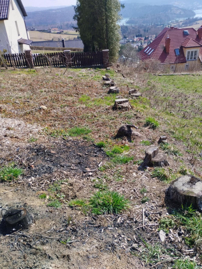 Kontrowersyjna sprawa wycinki drzew