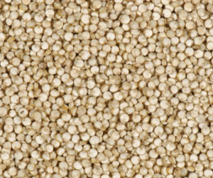 quinoa, proso boliwijskie, komosa ryżowa