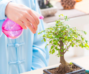 Bonsai