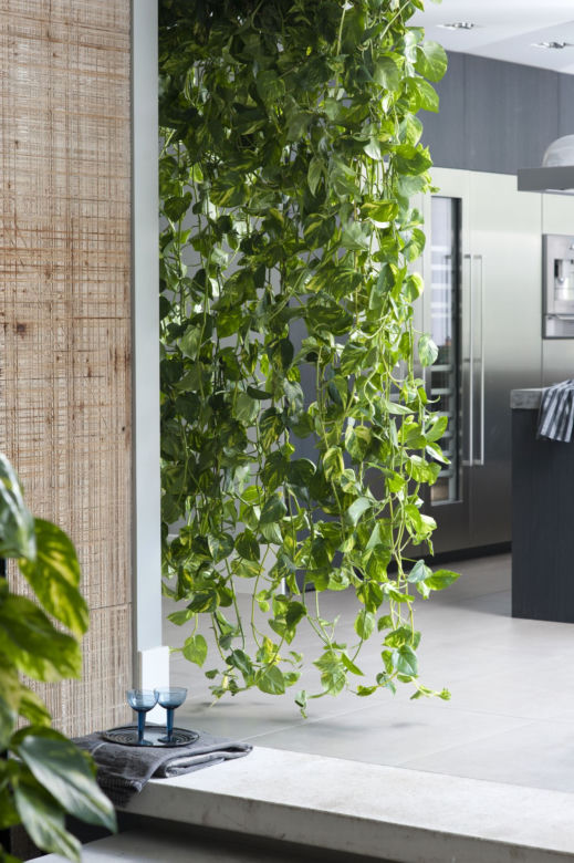 Epipremnum