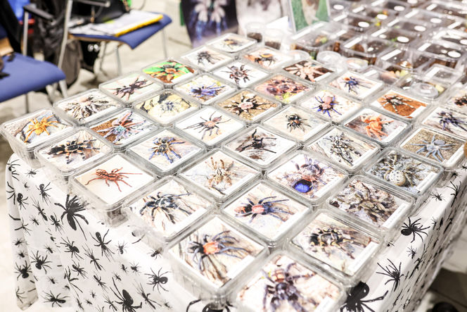 Targi egzotyki w Katowicach