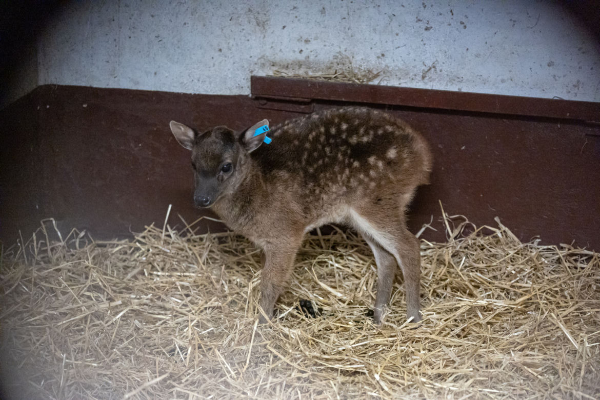 Zoologiczna sensacja w ZOO w Poznaniu 